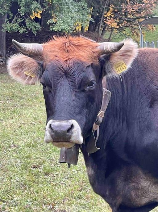 Kleines Bijou In Klosters Platz Eksteriør bilde